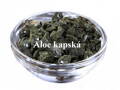 Aloe kapská