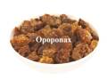 Opoponax