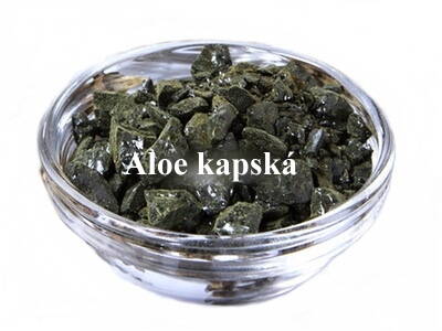 Aloe kapská