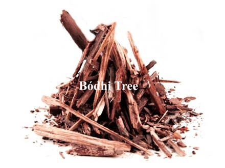 Bódhi tree